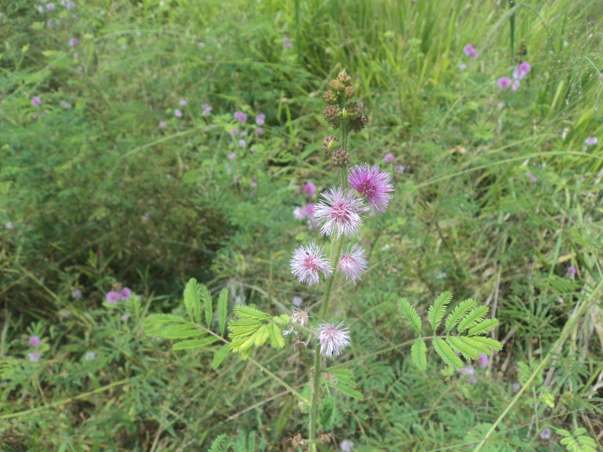 Mimosa diplotricha C.Wright